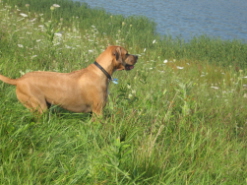 Connor the Dog