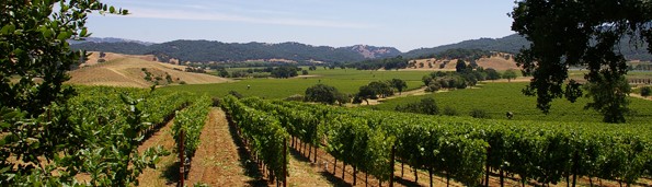 http://isvr.net/usr/1723012097/CustomPages/vineyard.jpg