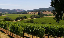 http://isvr.net/usr/1723012097/CustomPages/vineyard_copy.jpg