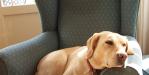 Take Fido for a walk when showing your property Family Pet in Living Room